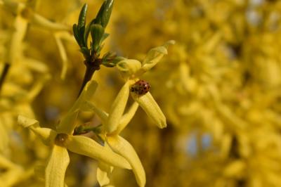 Januszewska Karolina 2.JPG