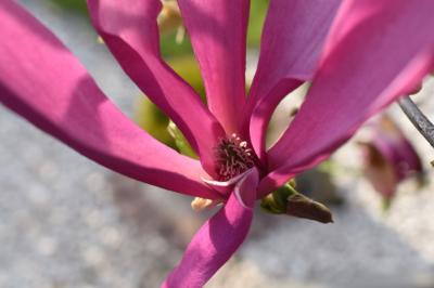 Januszewska Karolina.JPG