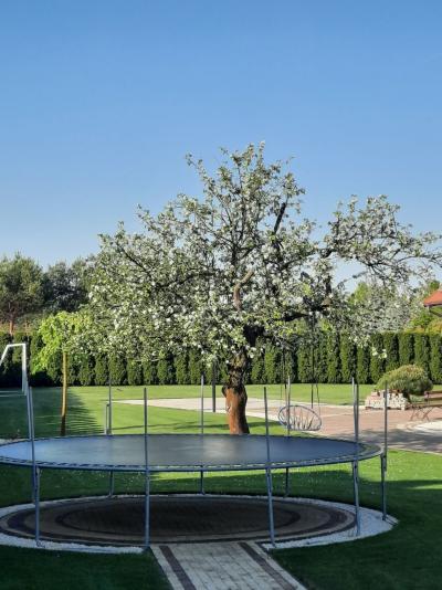 Januszewska Nikola.jpg