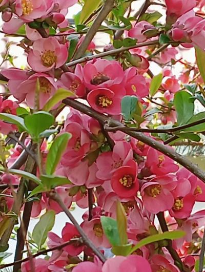 Kicińska Wiktoria.jpg