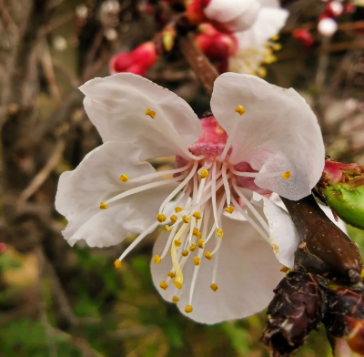 Nadia Sąchocka 3.png