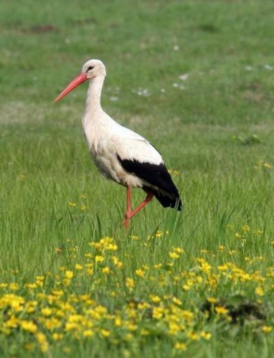 Nikola Paprocka 2.jpg