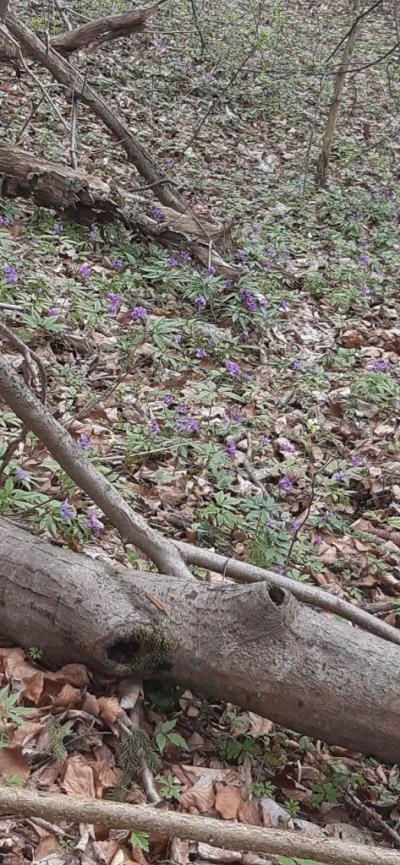 Przemek Pisarski.jpg