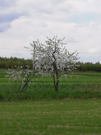 Wieczorek Paulina.jpg