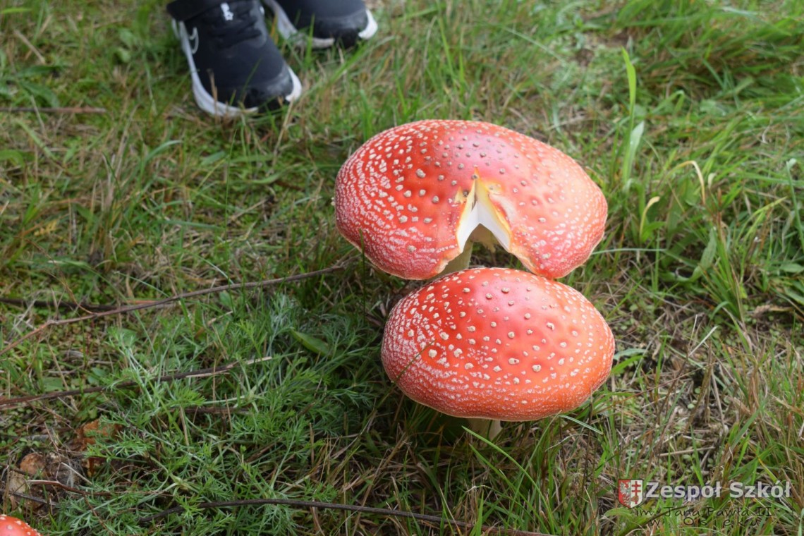 Poszukiwanie Jesieni – wycieczka przedszkolaków do lasu.
