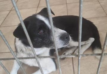 ZBIÓRKA KARMY dla zwierząt ze Schroniska w Strzelcach