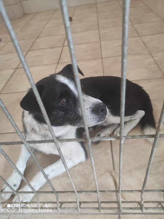 ZBIÓRKA KARMY dla zwierząt ze Schroniska w Strzelcach