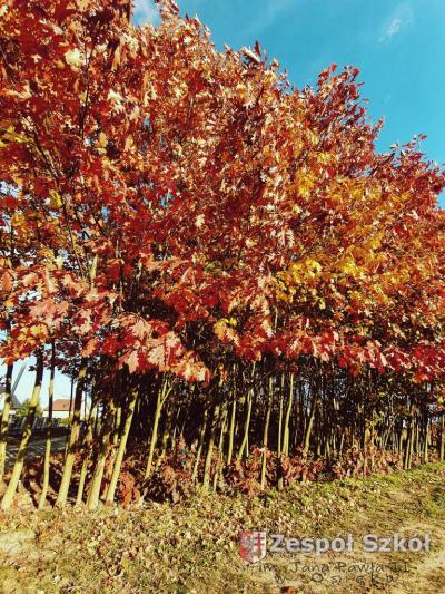 IGOR ZIEJEWSKI KL IB.jpg