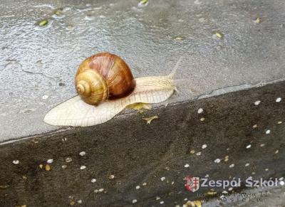 II miejsce   Karolina Januszewska.jpg