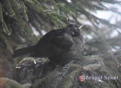 Karolina Januszewska 1.jpg