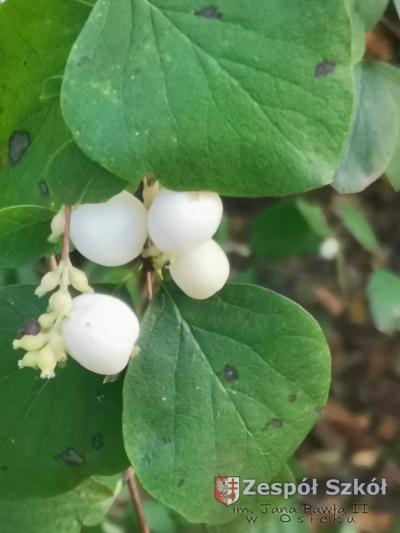 Wiktoria Skowron.jpg