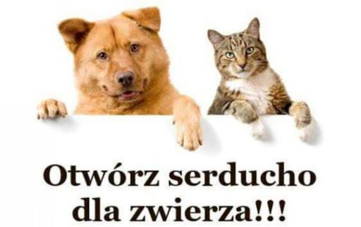 Zbiórka karmy dla zwierząt przebywających w Domu Tymczasowym SOEMA