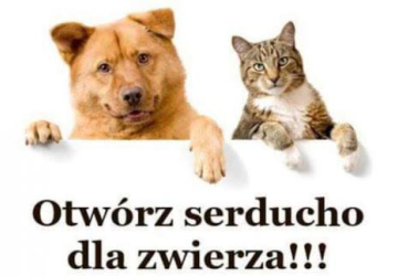 Zbiórka karmy dla zwierząt przebywających w Domu Tymczasowym SOEMA