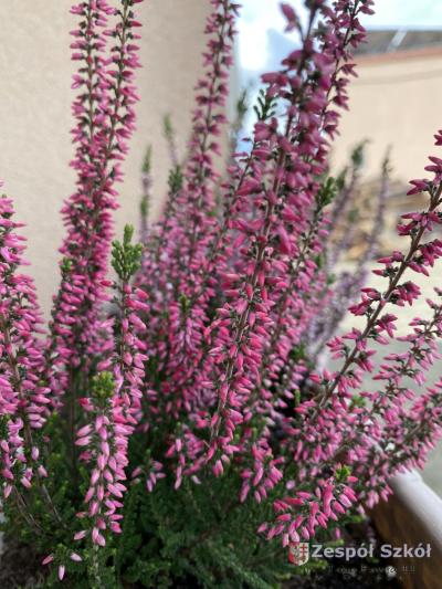 Gabriela Ciepiela.JPG