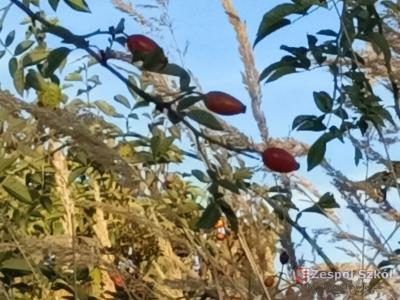 Patrycja Kicińska.jpg