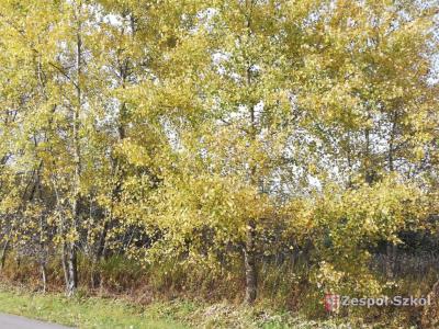 Paulina Wieczorek.jpg