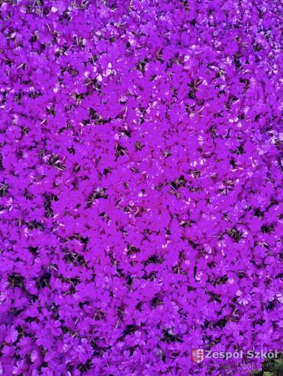 II miejsce        Lena Świstak.jpg