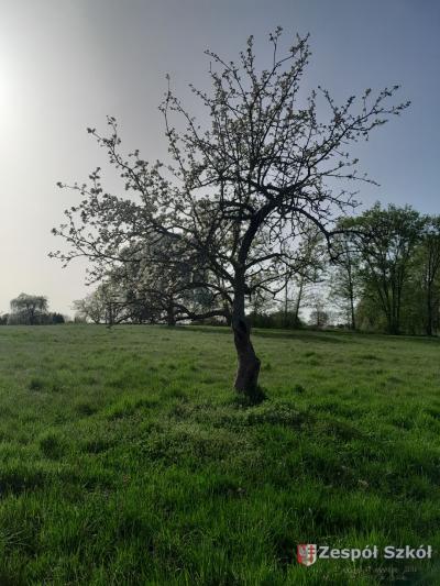 Lilianna Kurosad.jpg