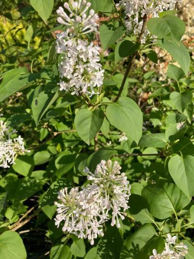 Szymon Staszewski.jpg