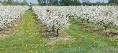 Vanessa Staszczyk 1.jpg