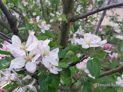 Wiktor Konieczny.jpg