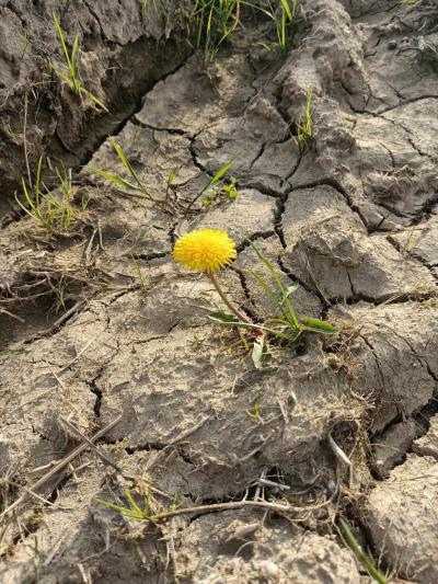 wyróżnienie Patryczja Kicińska.jpg