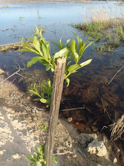 wyróżnienie Wiktoria Kicińska.jpg