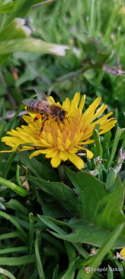 wyróżnienie Wojtek Bednarski.jpg