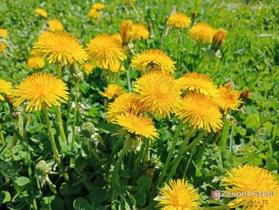 wyróznienie Oliwia Krala 1.jpg