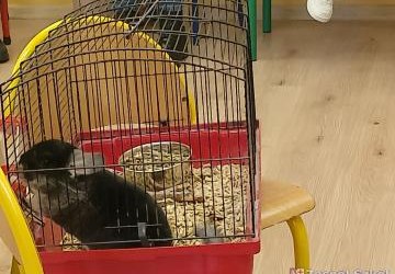 Spotkanie z szynszylą