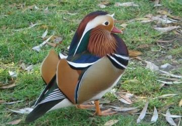 Podróż z Kaczką Dziwaczką